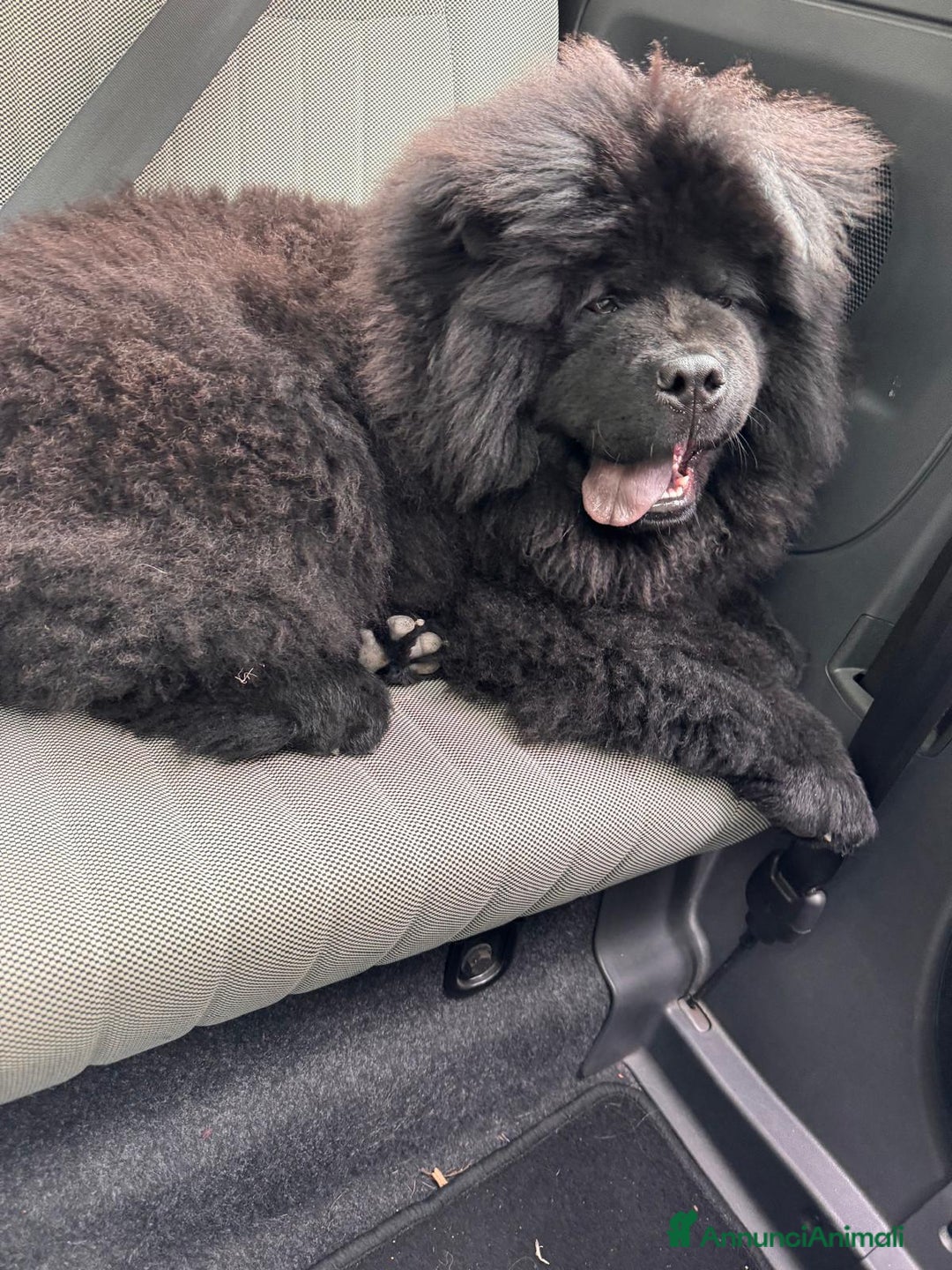 Chow Chow cani per accoppiamento: Chow chow maschio per monta  - Annuncio 5