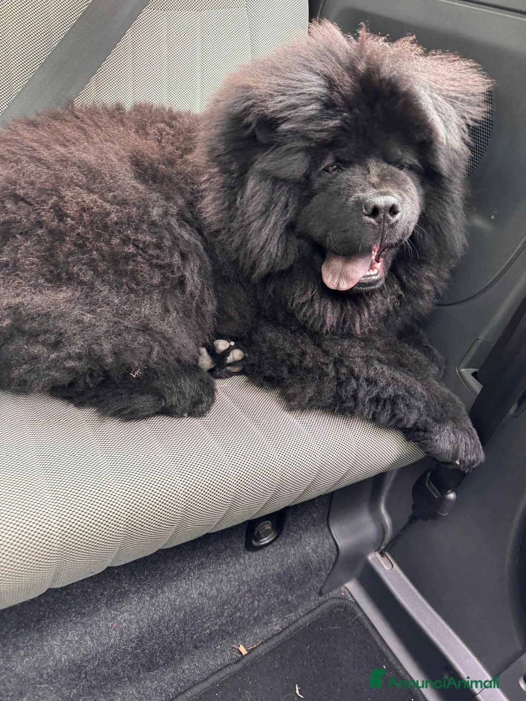 Chow Chow cani per accoppiamento: Chow chow maschio per monta  - Annuncio 5