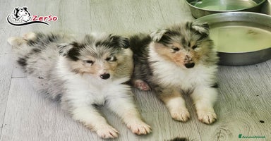 Collie cani a Provincia di Viterbo - Annuncio 10