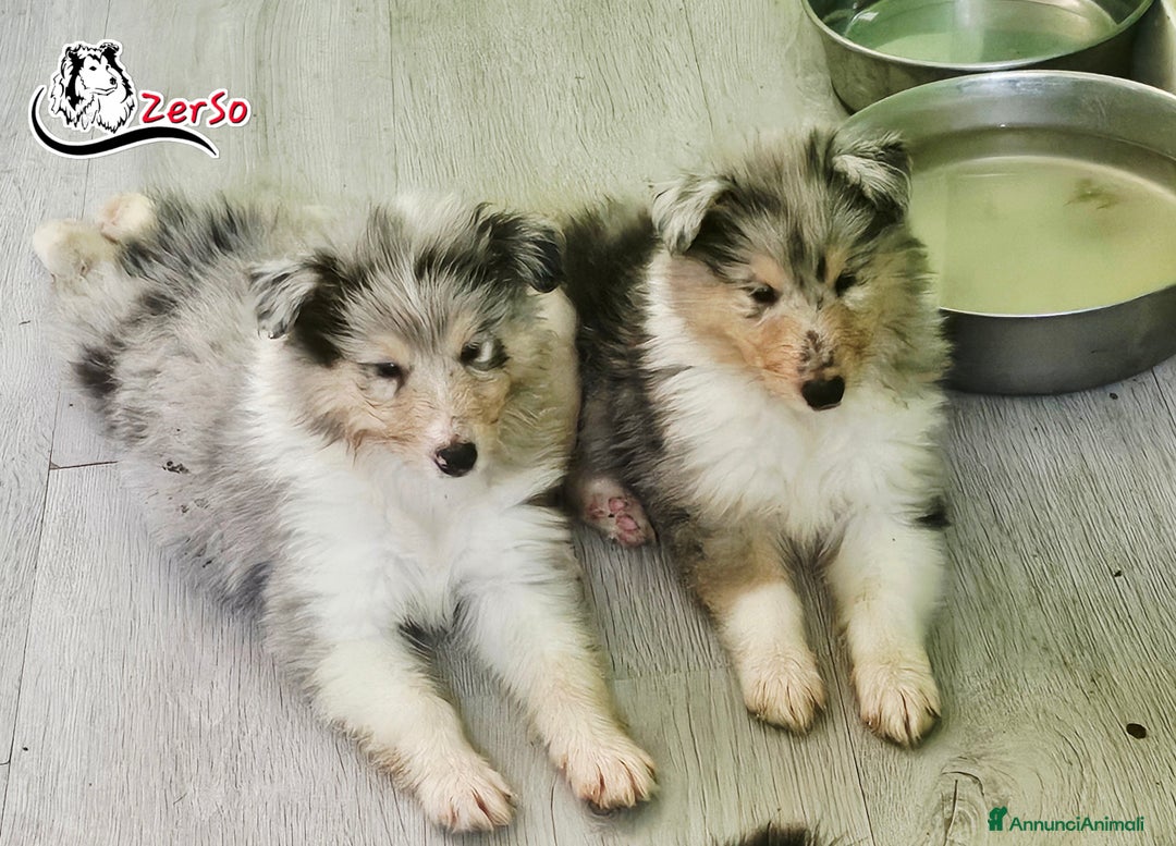 Collie cani in vendita: Collie pastore scozzese  a Provincia di Viterbo - Immagine 2
