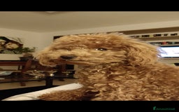 Barboncino cani per accoppiamento: BARBONCINO TOY RED per accoppiamento  a Città Metropolitana di Firenze - Immagine 4