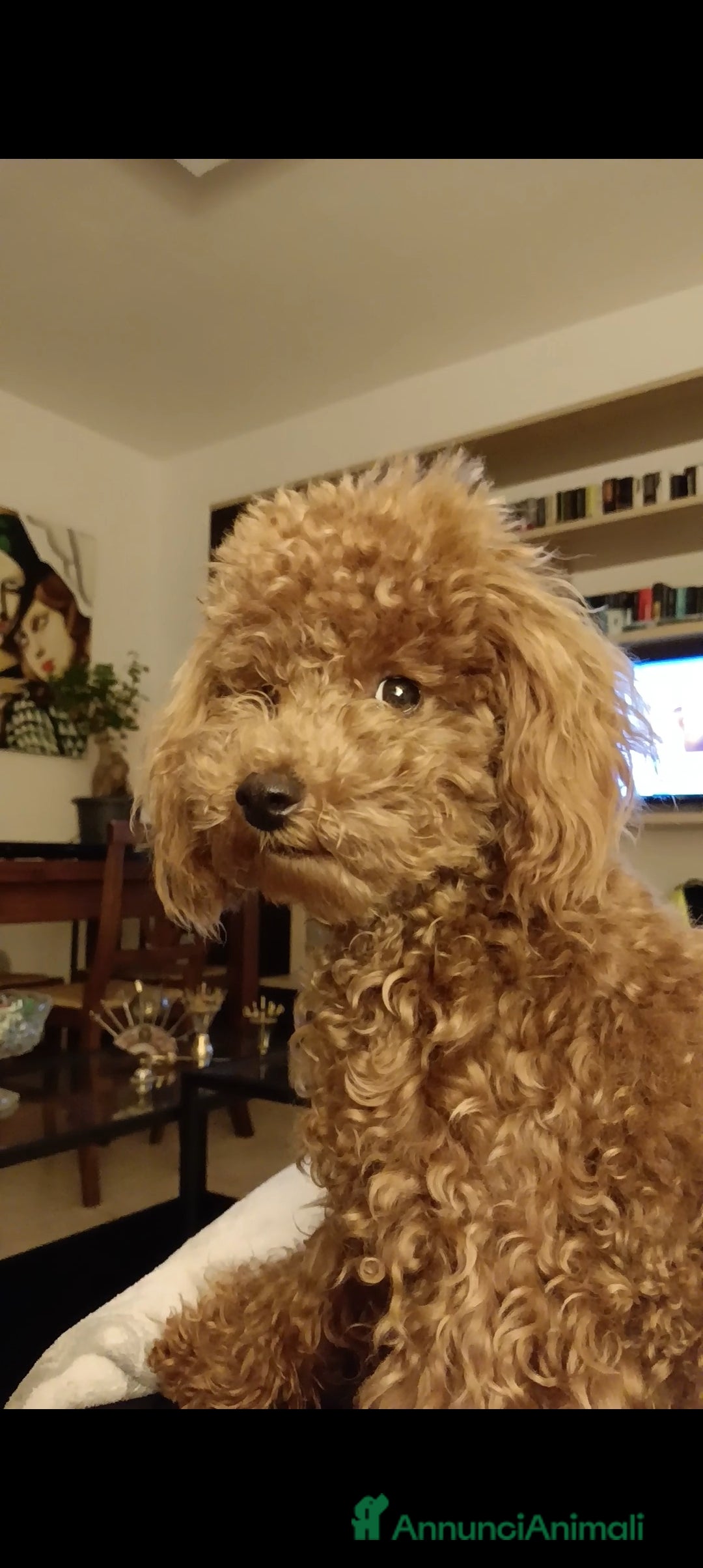 Barboncino cani per accoppiamento: BARBONCINO TOY RED per accoppiamento  a Città Metropolitana di Firenze - Annuncio 4