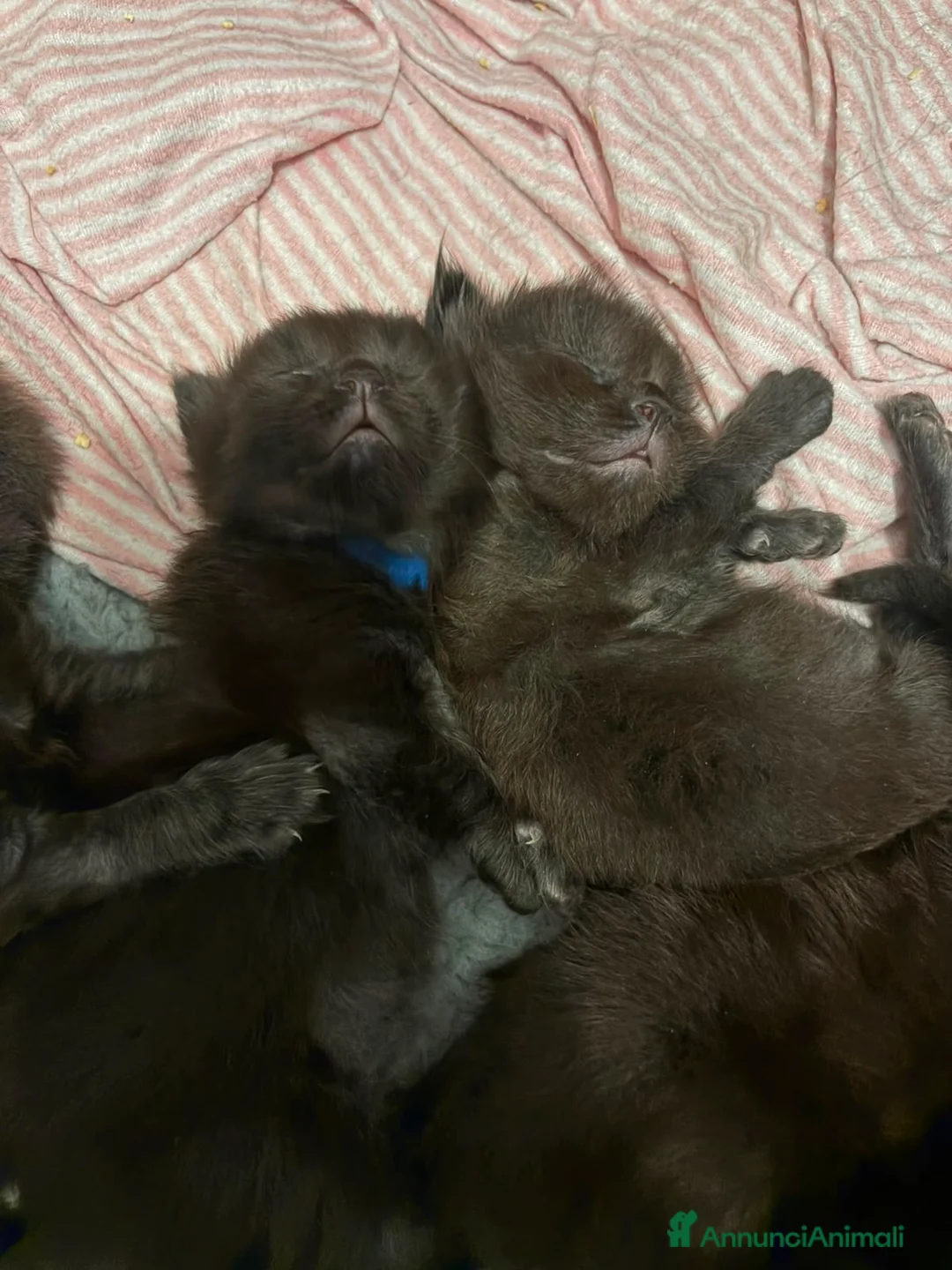 Maine Coon gatti in vendita: Gattini di Maine Coon con pedigree  - Annuncio 7