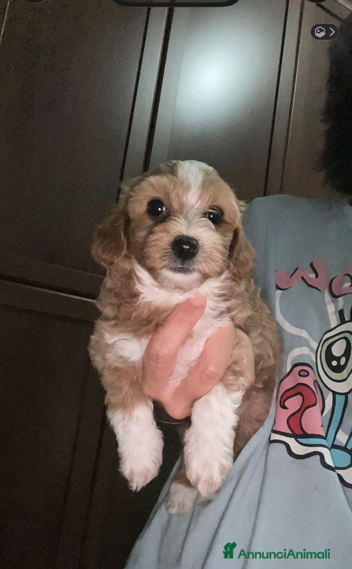 Maltipoo cani Maltipoo  - Annuncio 8