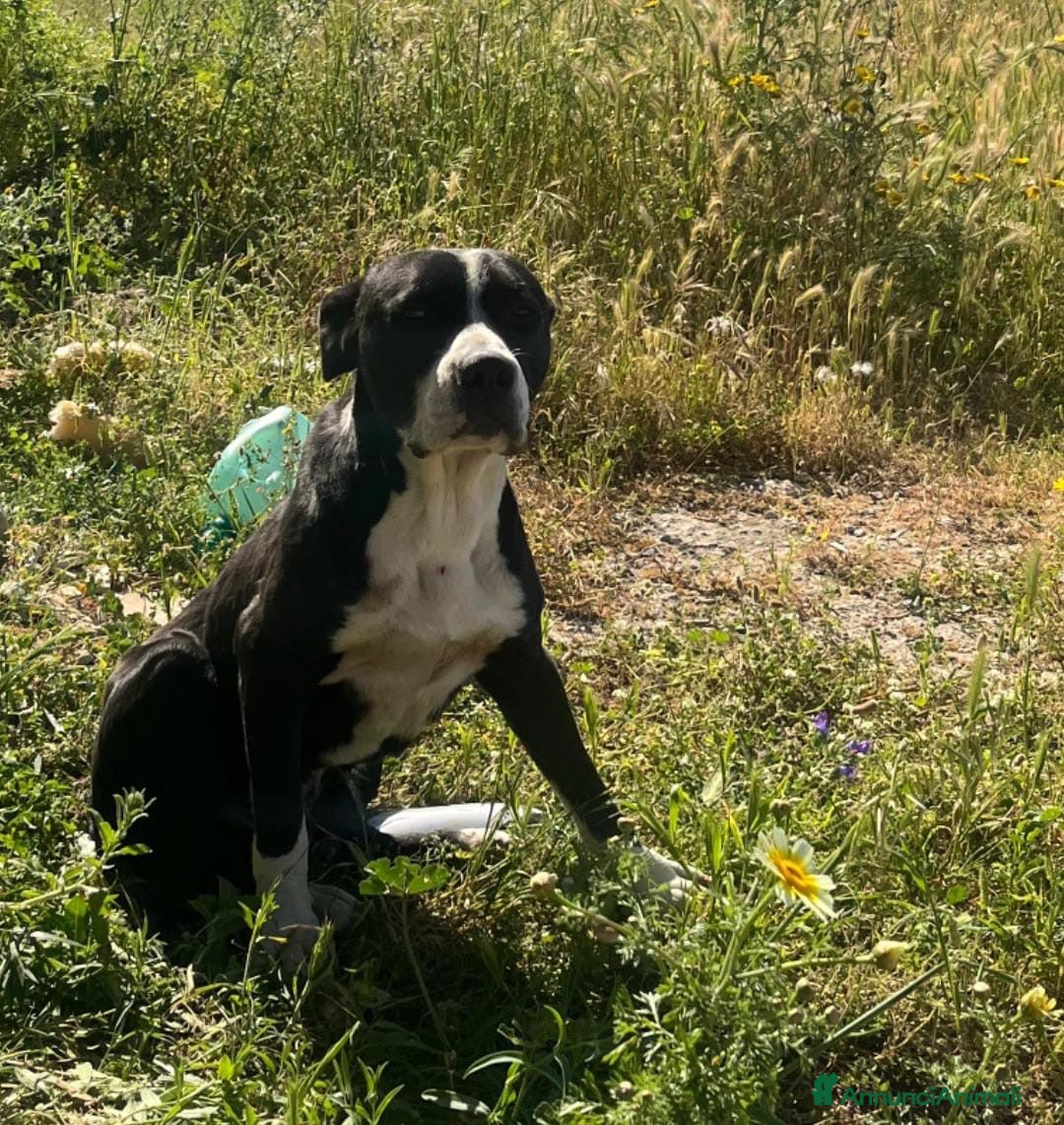 Meticcio cani KURMO 💙 giovane. Solo. Ancora fiducioso. - Annuncio 39