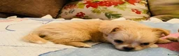 Chihuahua cani in vendita: Cuccioli di Chihuahua - Annuncio 3