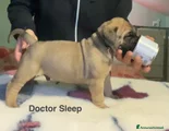 DOCTOR SLEEP DEI BULLI DEL SAMP