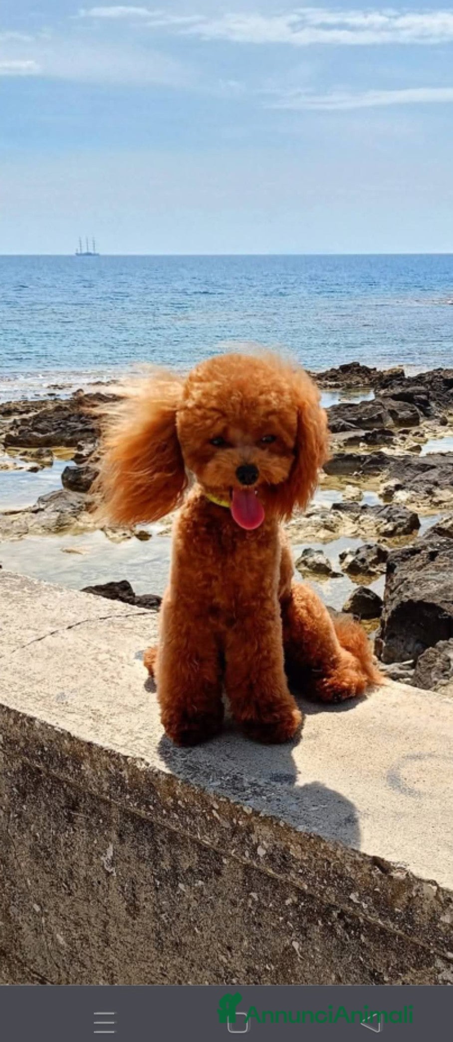 Barboncino Toy cani Gigi stupendo Toy cerca fidanzata - Annuncio 2