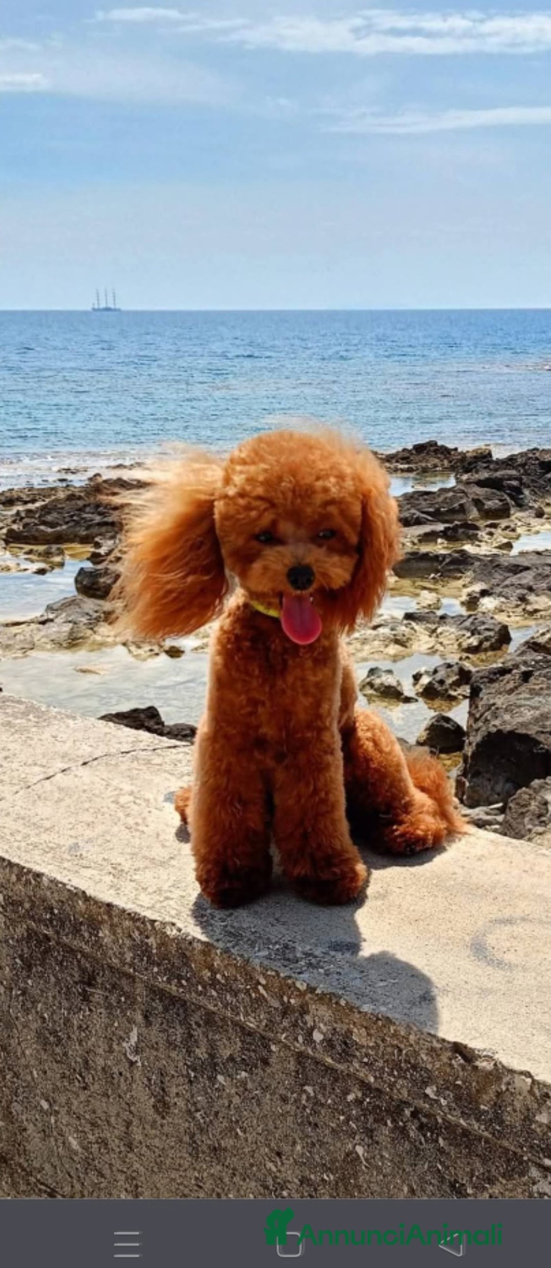 Barboncino Toy cani per accoppiamento: Gigi stupendo Toy cerca fidanzata - Annuncio 2