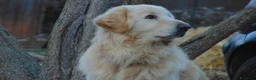 Pastore Abbruzzese Maremmano cani in regalo: ROMEO buono ed affettuoso a Provincia di Livorno - Annuncio 4