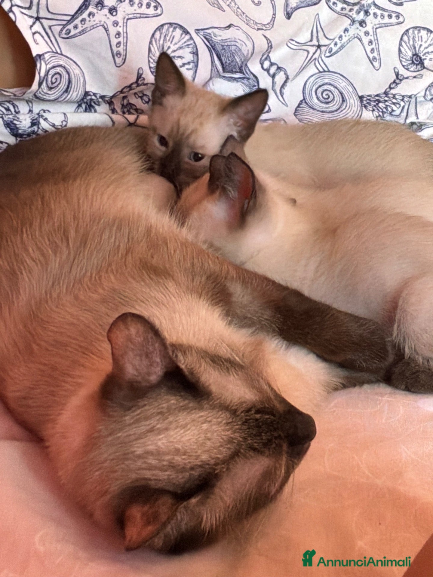 Siamese gatti Bellissimi cuccioli siamesi maschio e femmina - Annuncio 2