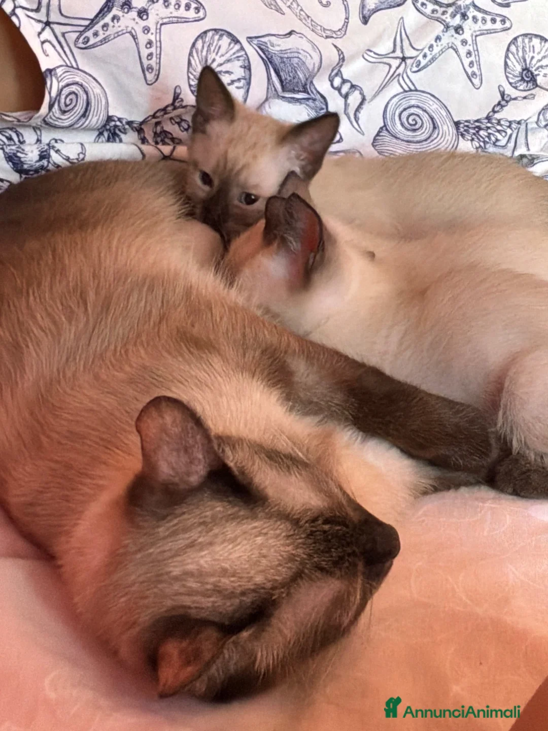 Siamese gatti in vendita: Bellissimi cuccioli siamesi maschio e femmina - Annuncio 1