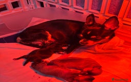 Chihuahua cani in vendita: Maschietto pedigree Enci/Fci RIMBORSO SPESE a Città metropolitana di Roma Capitale - Immagine 5
