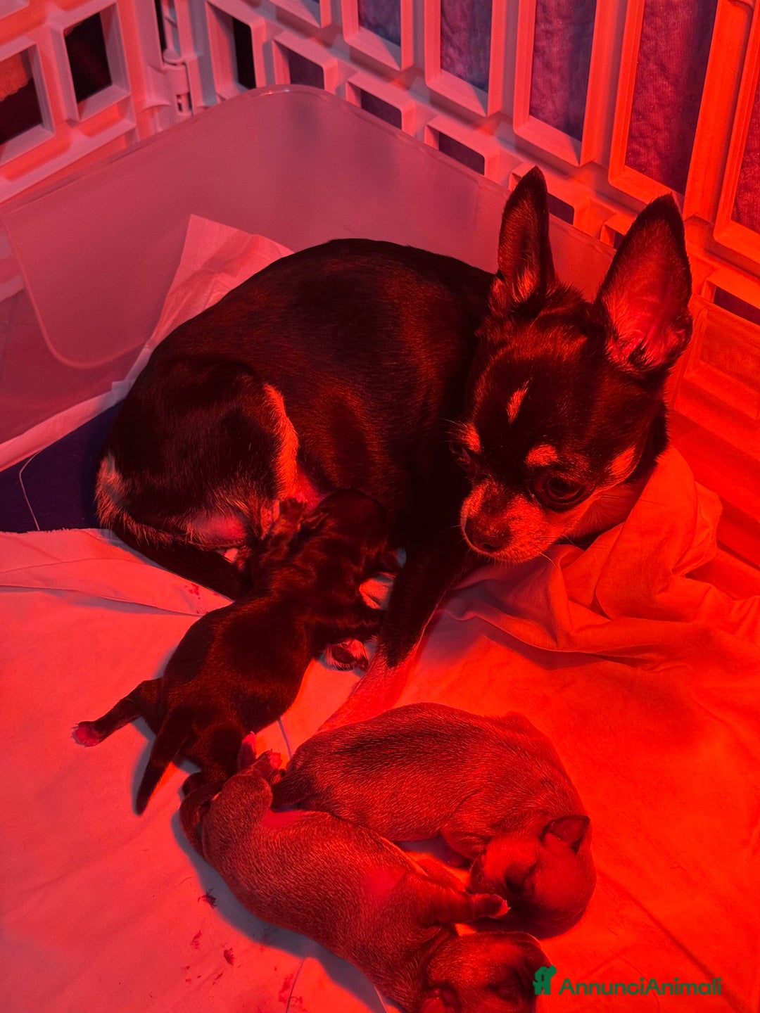 Chihuahua cani in vendita: Maschietto pedigree Enci/Fci RIMBORSO SPESE a Città metropolitana di Roma Capitale - Immagine 5