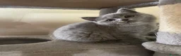 Scottish gatti in vendita: Scotish fold straight  a Città Metropolitana di Venezia - Annuncio 4