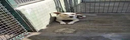 Meticcio cani in regalo: Leo dolcissimo cagnolino taglia piccola  a Provincia di Caserta - Annuncio 4