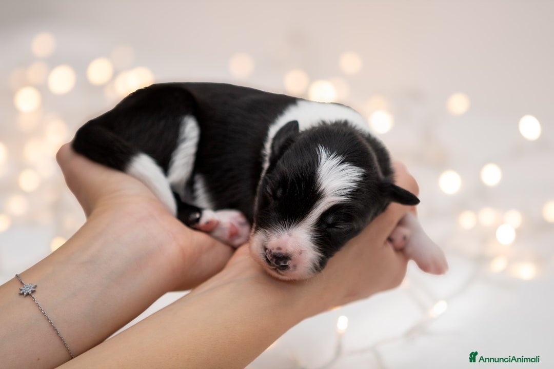 Border Collie cani in vendita: Cuccioli di Border Collie  - Annuncio 6