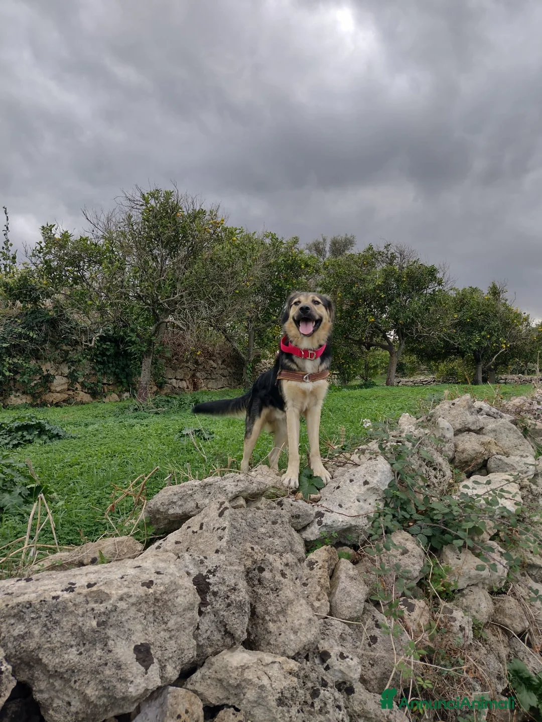Meticcio cani in regalo: Splendido Simil Pastore di 8 mesi (Catania) - Annuncio 5