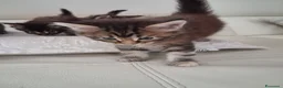 Maine Coon gatti in vendita: Maine Coon con Pedigree - Annuncio 21