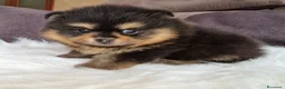 Spitz cani in vendita: Spitz di Pomerania black&tan femmina  - Annuncio 5