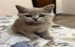 Scottish gatti in vendita: Gattina schottish  a Provincia di Verona - Immagine 4
