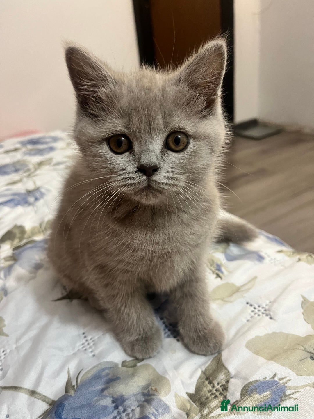 Scottish gatti in vendita: Gattina schottish  a Provincia di Verona - Immagine 4