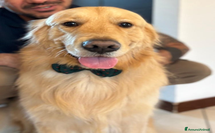 Golden Retriever cani a Città metropolitana di Milano - Annuncio 7