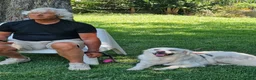 Meticcio cani in regalo: Fatima dolcissima e bravissima con tutti a Città Metropolitana di Firenze - Annuncio 19