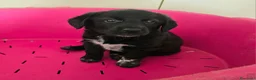 Meticcio cani in regalo: Milla 50 giorni taglia media  - Annuncio 4