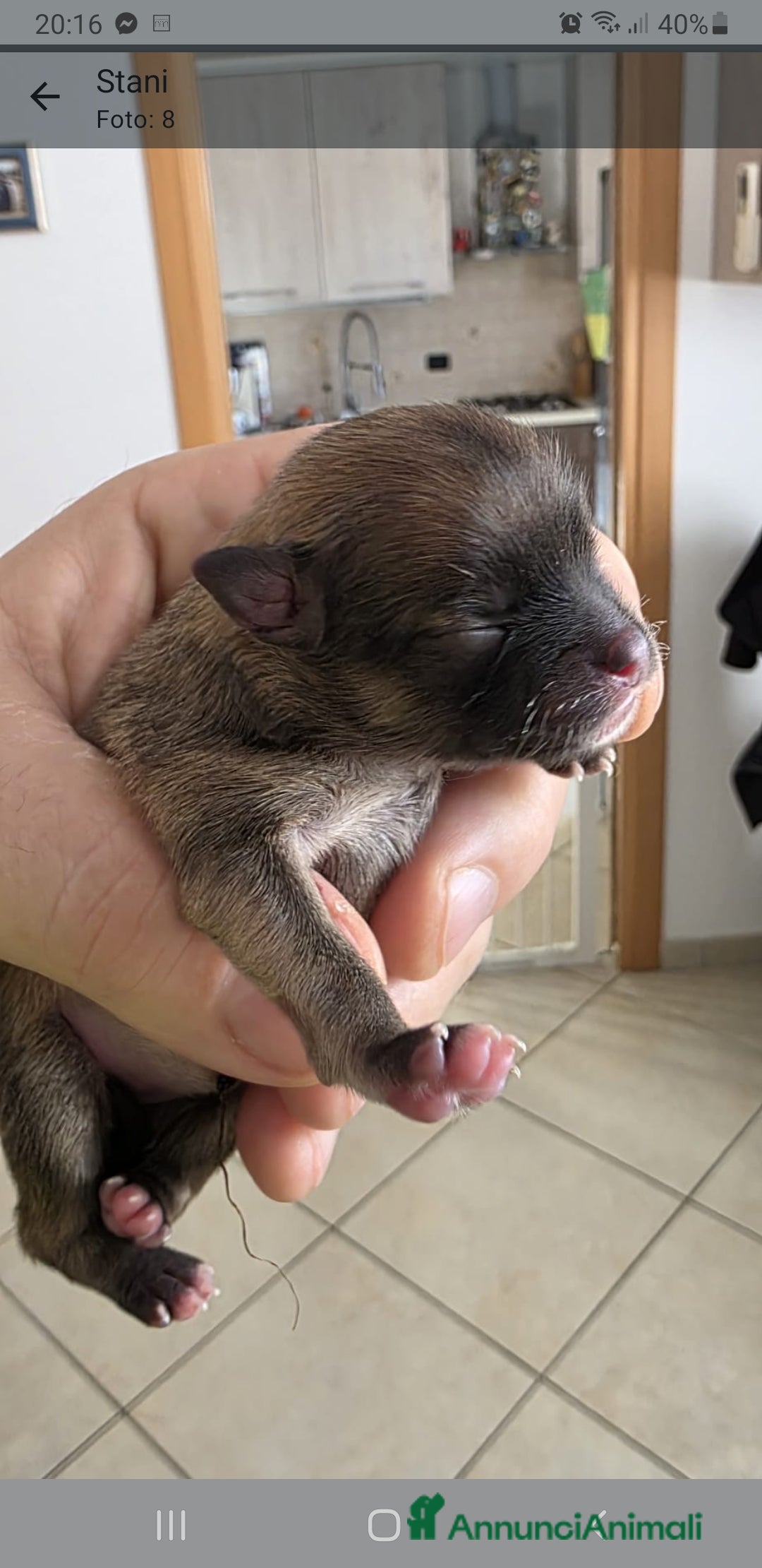 Volpino Pomerania cani in vendita: Pomerania nani  - Annuncio 6