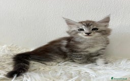 Maine Coon gatti in vendita: Cuccioli Maine coon a Provincia di Cremona - Immagine 5