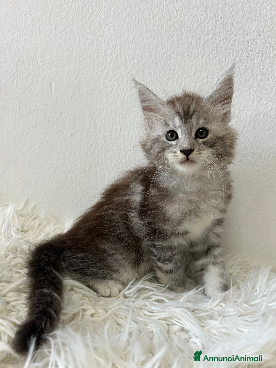 Maine Coon gatti in vendita: Cuccioli Maine coon a Provincia di Cremona - Immagine 5