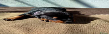 Dobermann Cucciolo 5