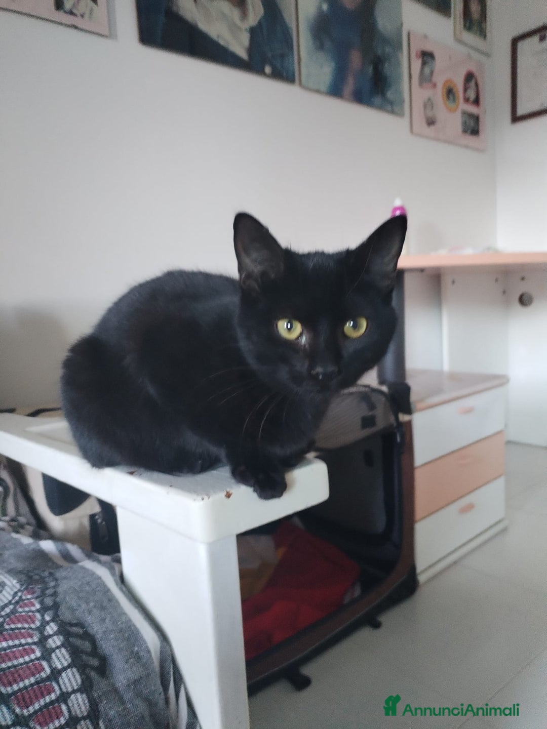 Altre razze gatti in regalo: GATTINI DOLCISSIMI - Annuncio 5