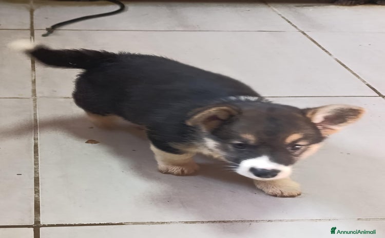 Corgi Pembroke cani a Provincia di Pavia - Annuncio 1