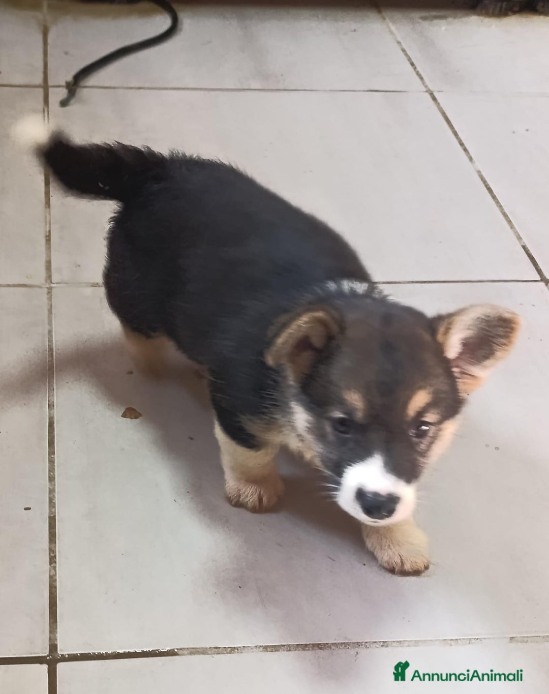 Corgi Pembroke cani in vendita: Corgi Pembroke  a Provincia di Pavia - Immagine 1