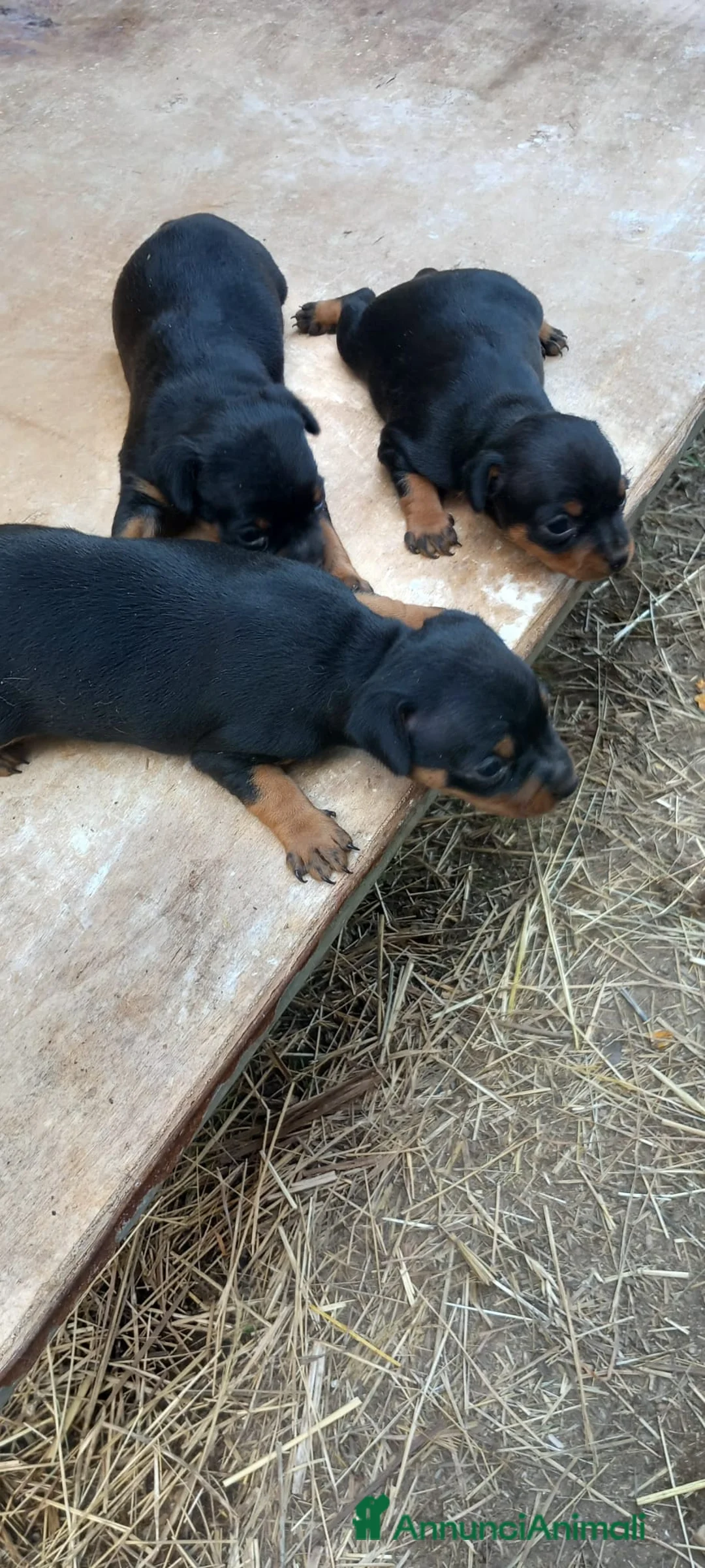 Pinscher Miniatura cani in vendita: Cuccioli di pinscher  - Annuncio 2