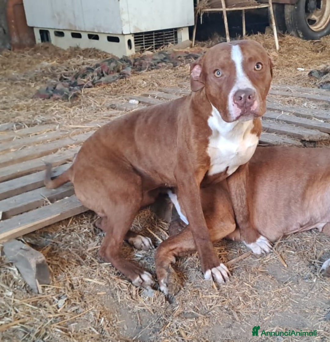 Pitbull cani in regalo: Ultimo splendido Pitbull rimasto,10mesi.CALABRIA a Città metropolitana di Milano - Immagine 1