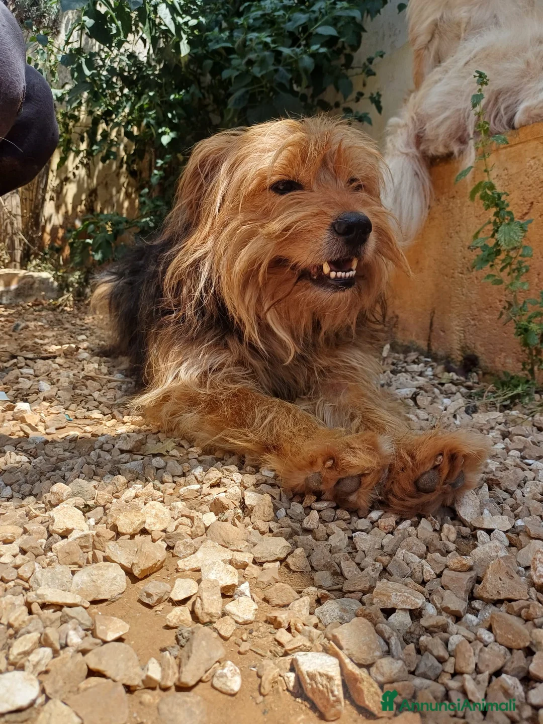 Meticcio cani in regalo: Juanito - 6 anni  - Annuncio 3