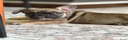 Bulldog Francese cani in vendita: Bulldog francese femmina a Provincia di Brindisi - Annuncio 4