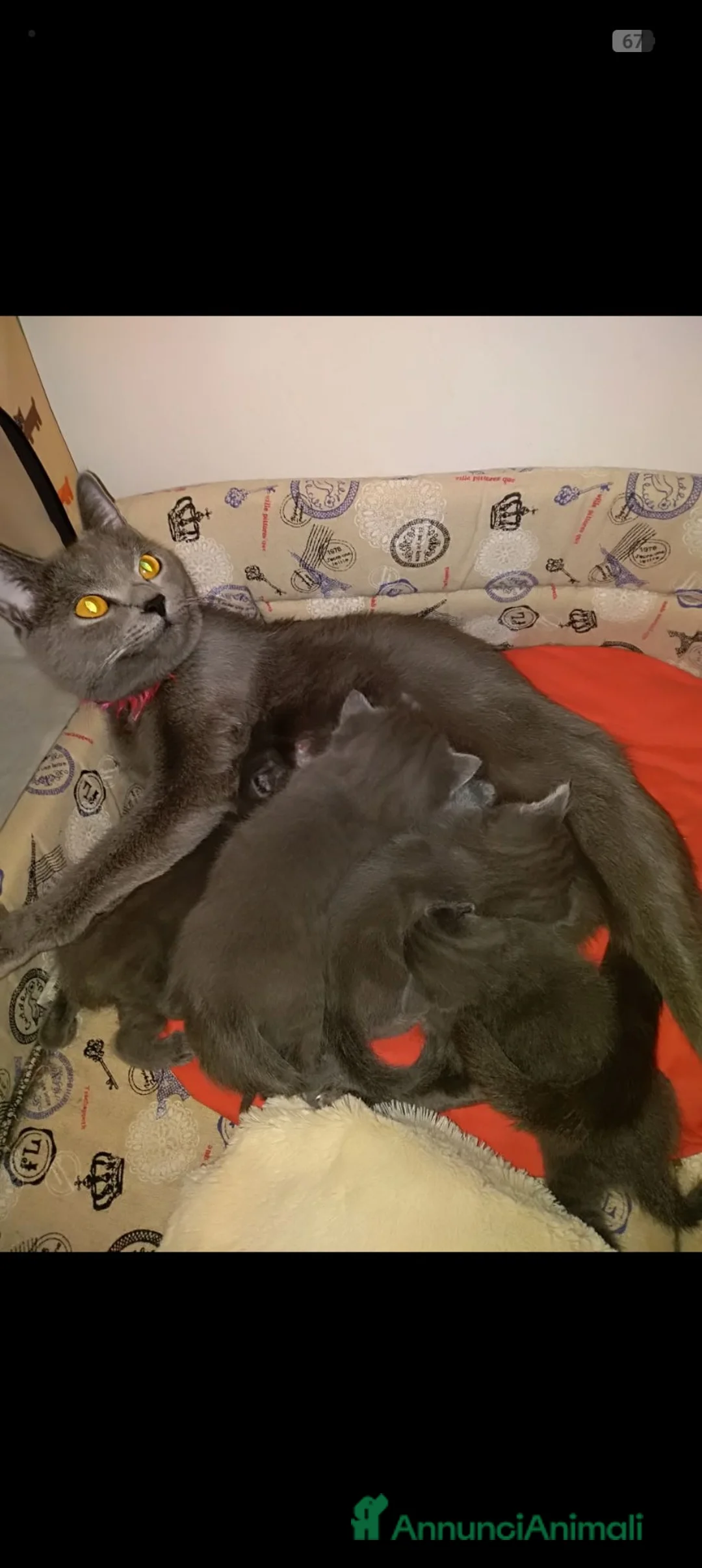 Certosino gatti in vendita: CUCCIOLI DI CERTOSINO PURISSIMI  - Annuncio 1