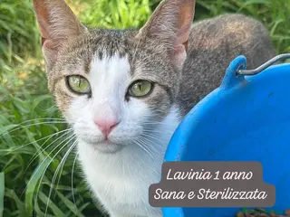 Europeo gatti S.o.s. gattini da salvare - Annuncio 28