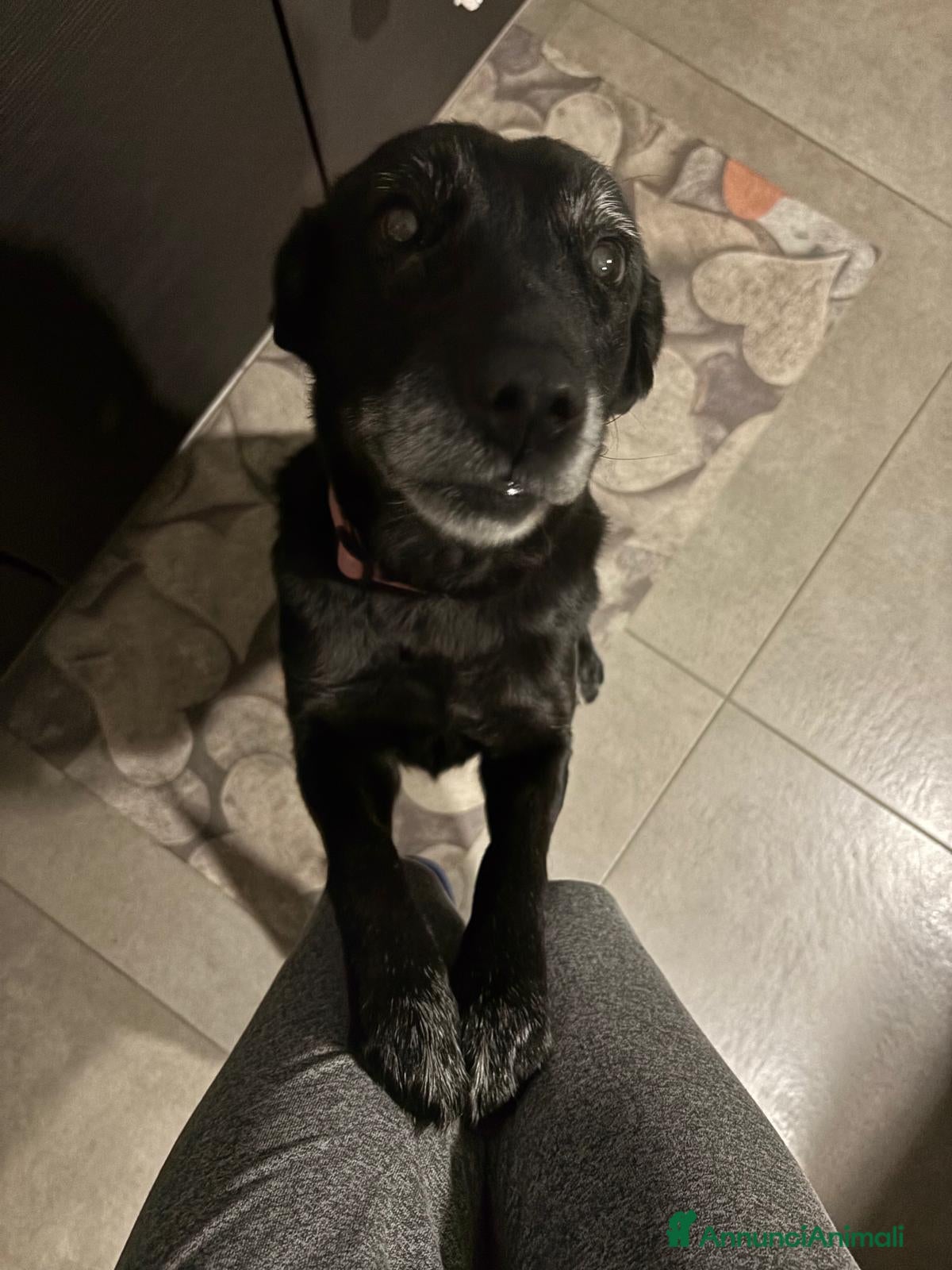 Meticcio cani Adozione cagnolina: Vaniglia - Annuncio 1