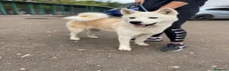 Akita Inu cani in regalo: CERCA CASA SPIGA 🙏☘️😞❤️‍🩹 - Annuncio 1