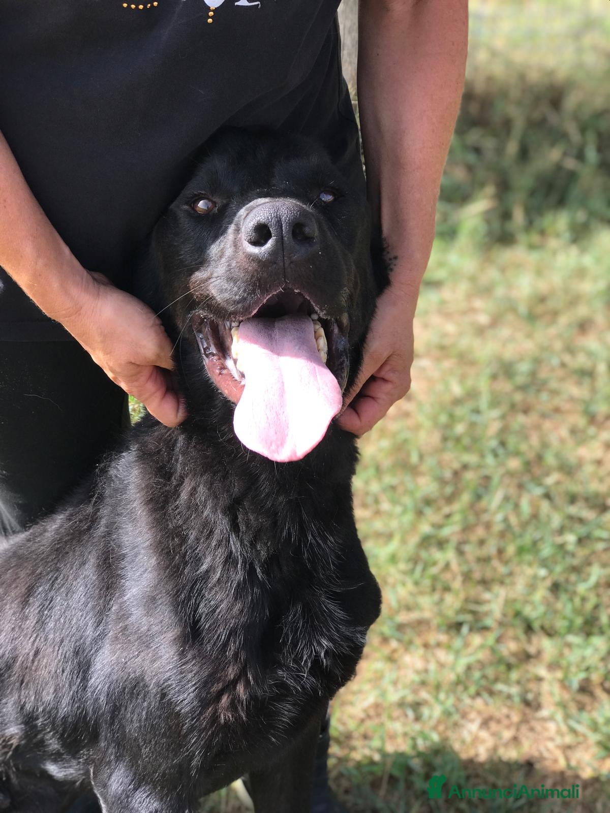 Mastino Napoletano cani NOwhite, simil mastino a Provincia di Latina - Annuncio 2