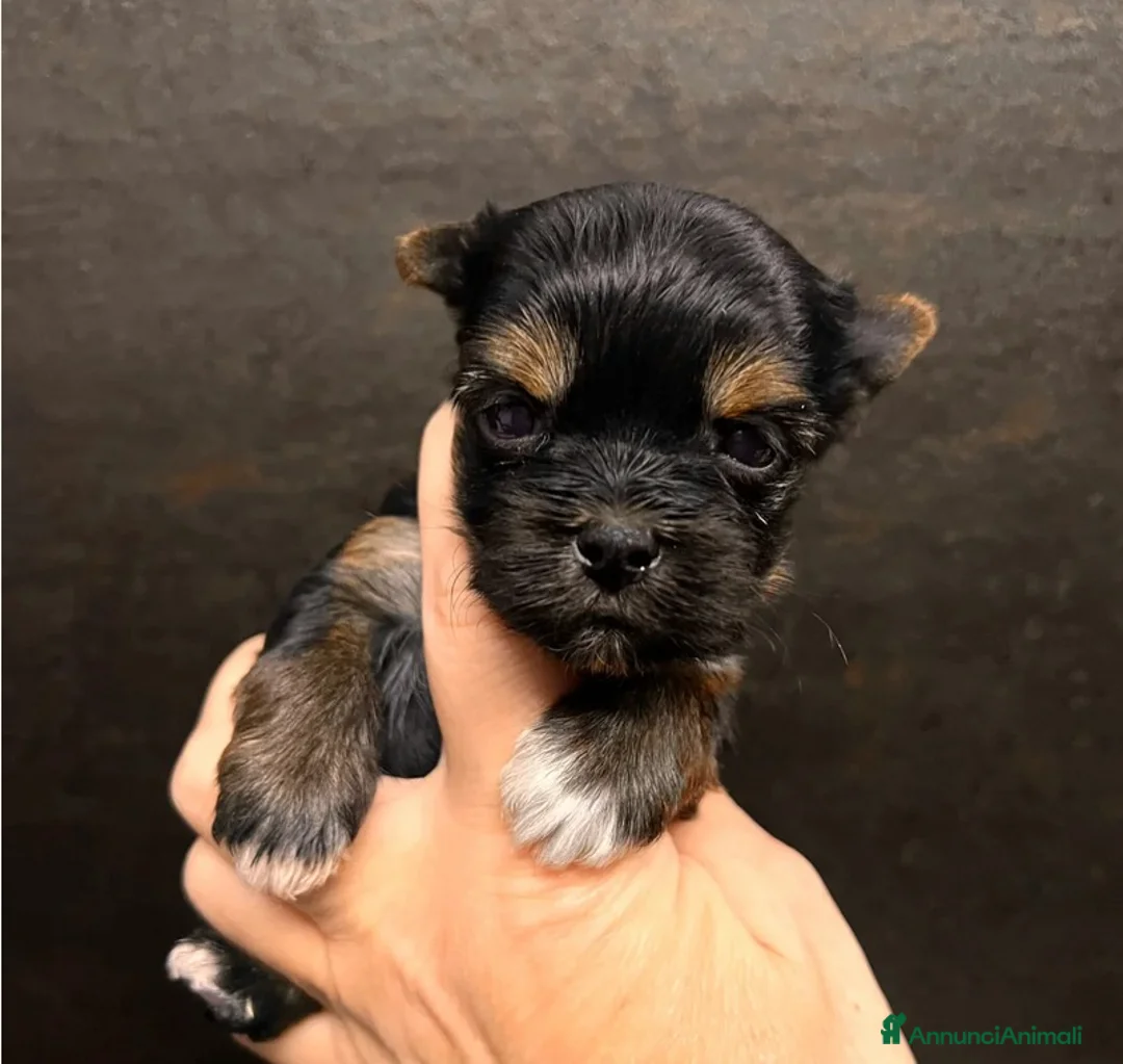 Yorkshire cani in vendita: Quattro minuscole Yorkie femmine, Ognuna unica - Annuncio 5