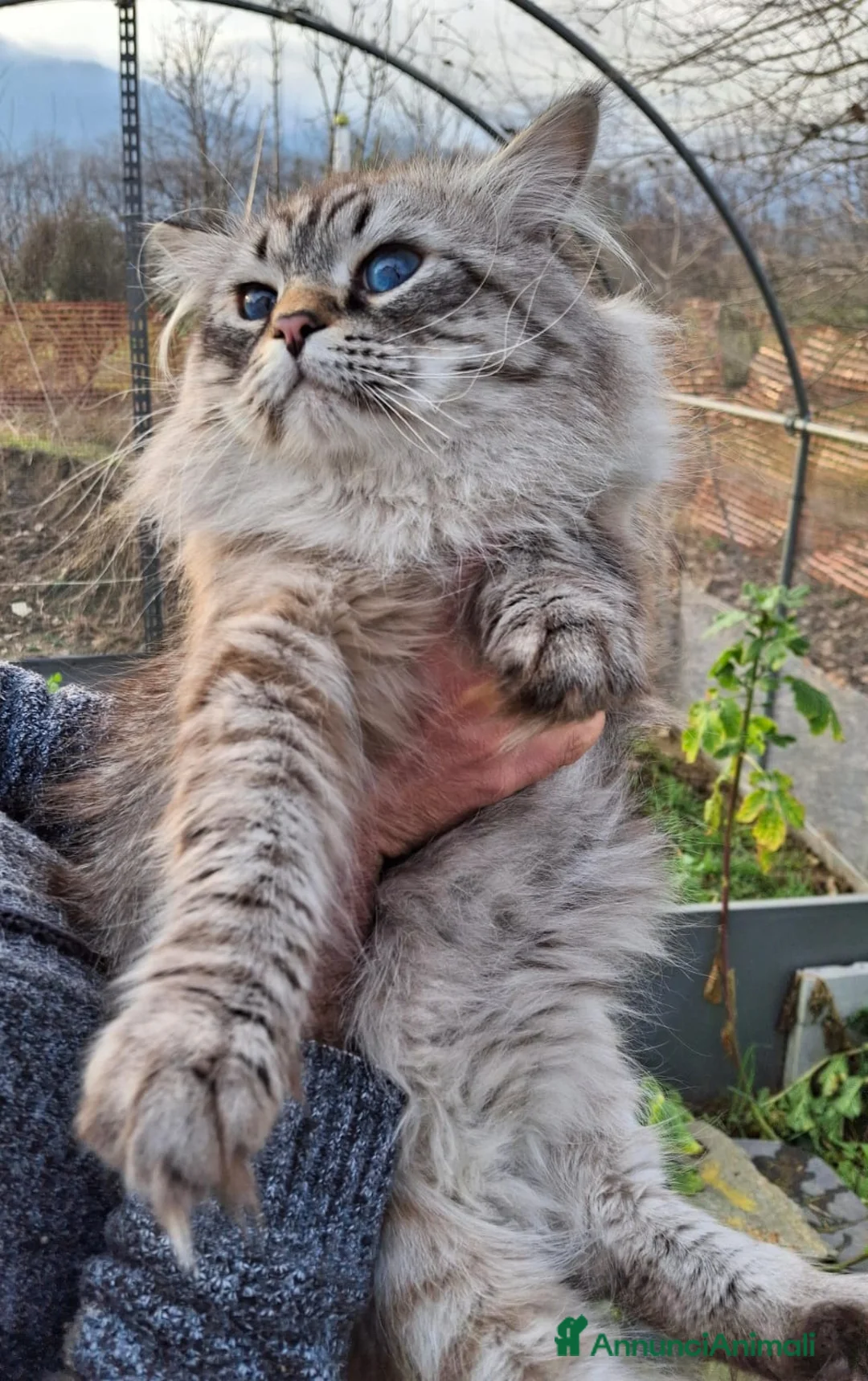 Siberiano gatti per accoppiamento: Siberiano Neva Masquerade per accoppiamento  - Annuncio 3