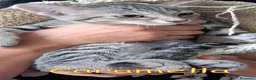 Europeo gatti in regalo: GIUGGIOLO E CARAMELLA - Annuncio 6