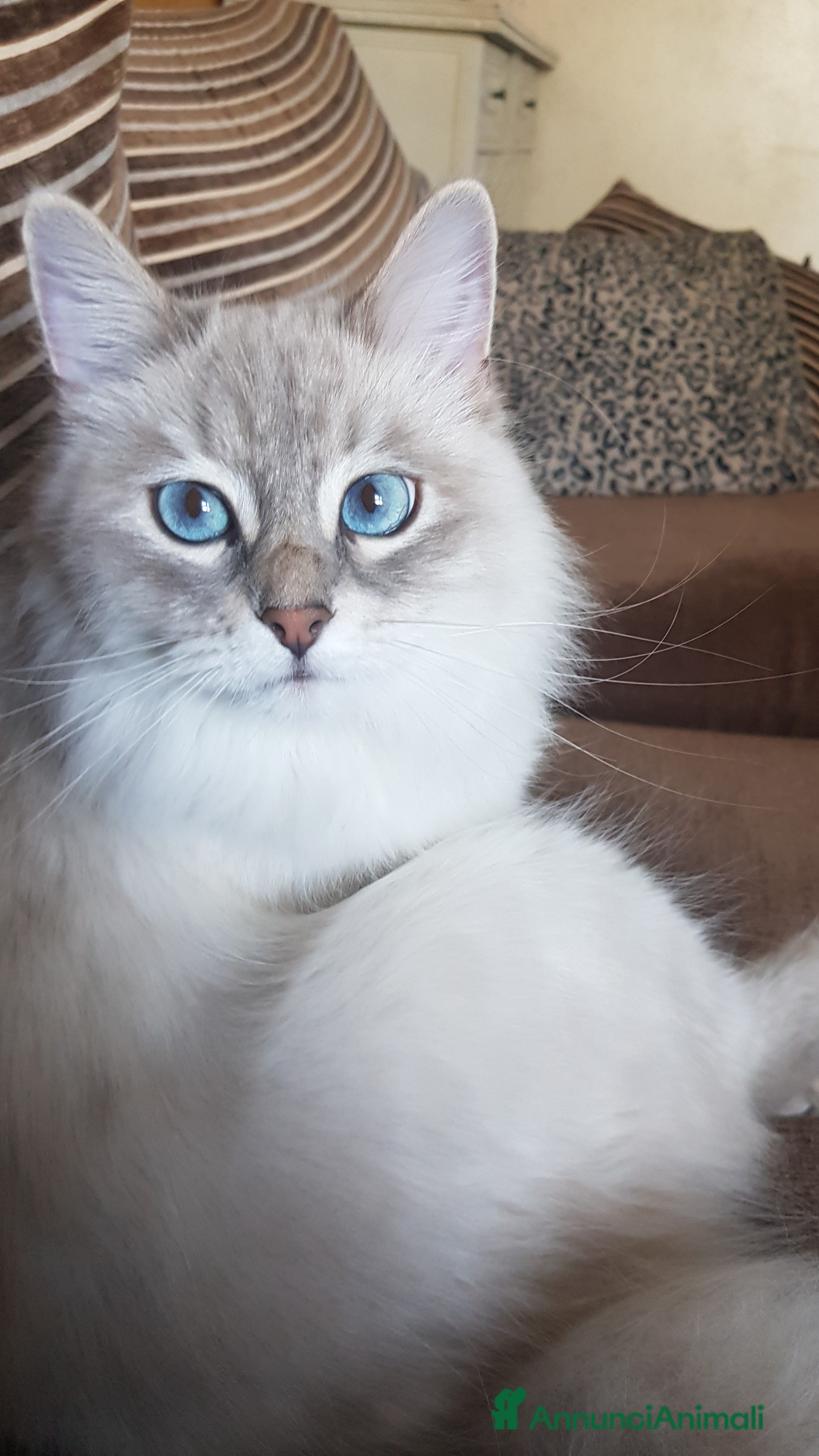 Siberiano gatti Cucciola Siberiana neva  - Annuncio 1