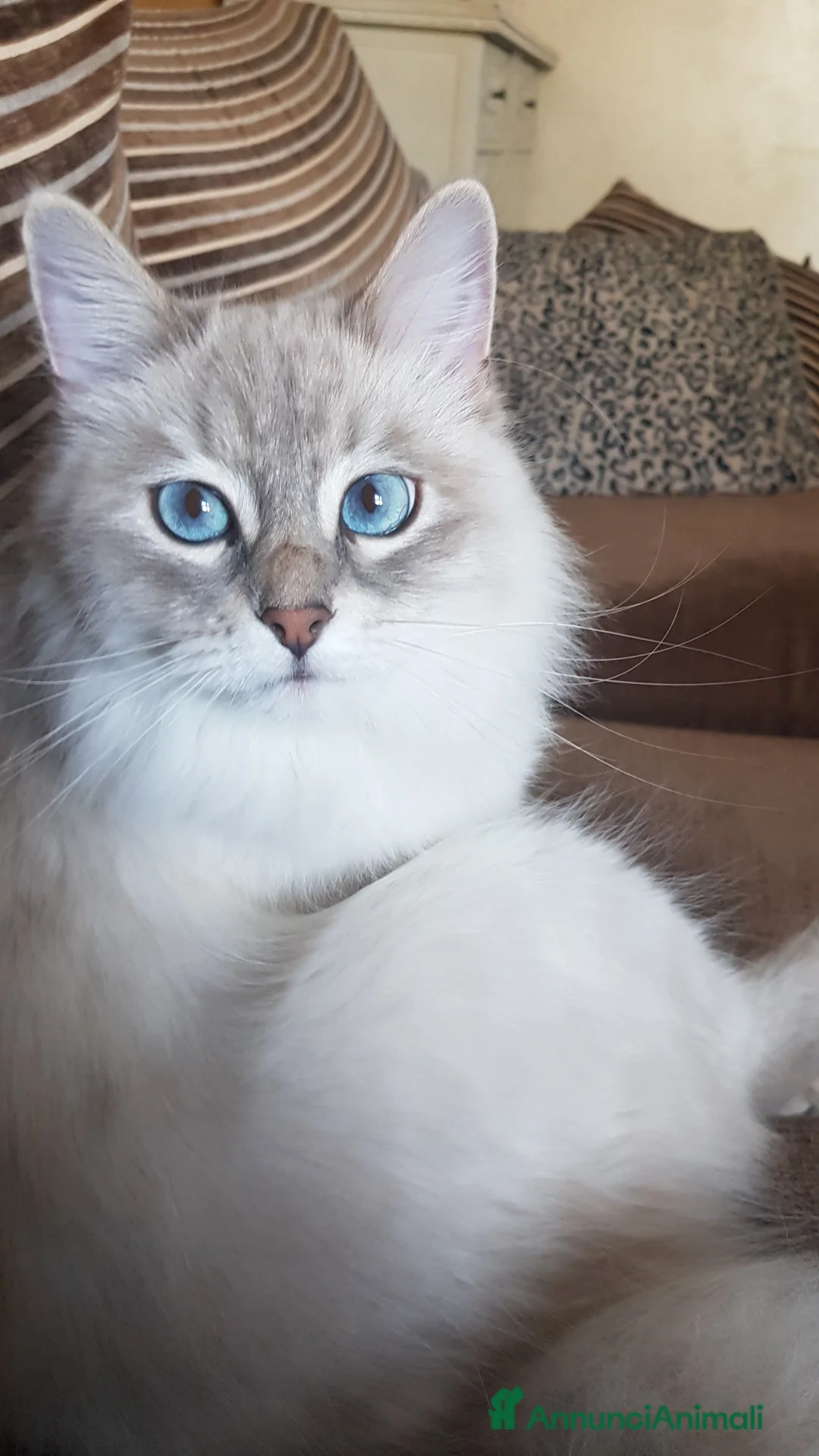 Siberiano gatti in vendita: Cucciola Siberiana neva  - Annuncio 1